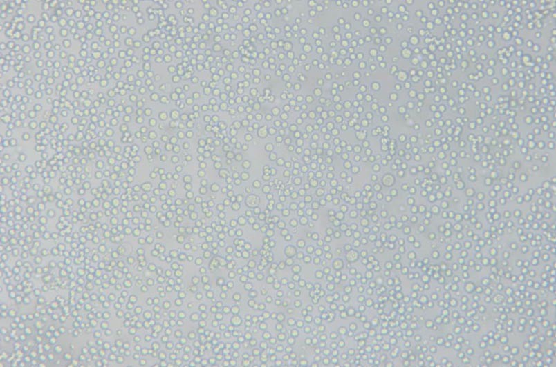 L1210小鼠白血病細胞主圖