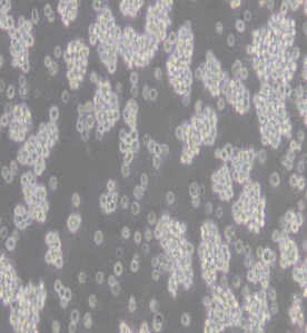 L5178Y TK+/- clone (3.7.2C)小鼠淋巴瘤細(xì)胞主圖