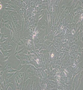 MCF-10A人正常乳腺上皮細(xì)胞主圖