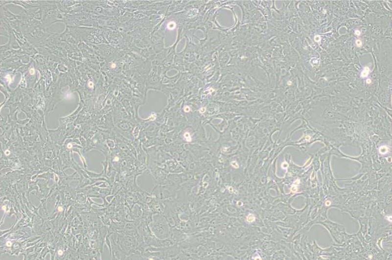 C8-D1A小鼠小腦星形膠質(zhì)細胞主圖