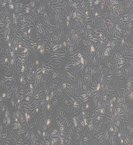 MDA-MB-231 人乳腺癌細胞(L15)主圖