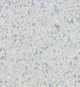 MEL小鼠紅白血病細胞主圖