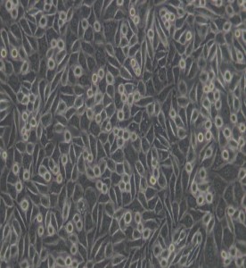 NCTC clone 929(L929)小鼠成纖維細胞主圖