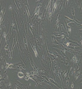 MRC-5人胚肺細胞主圖