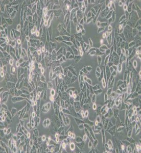 CHO倉鼠卵巢細(xì)胞主圖