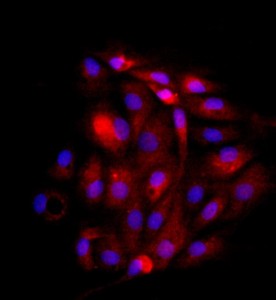 大鼠子宮內膜上皮細胞主圖