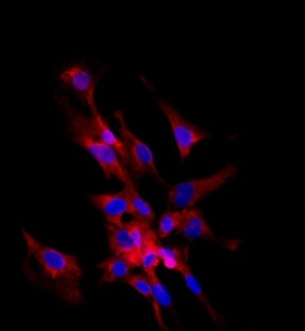 大鼠前列腺上皮細胞主圖