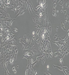 SV-HUC-1人輸尿管上皮永生化細(xì)胞主圖
