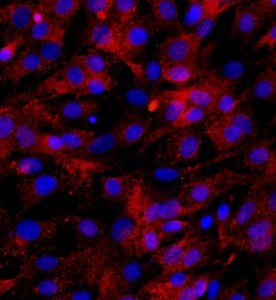 大鼠骨骼肌細(xì)胞主圖