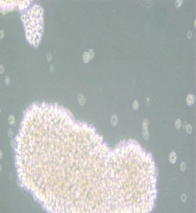 MT-4人T細胞白血病細胞主圖