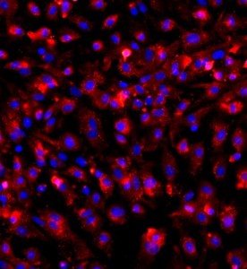 大鼠結(jié)腸黏膜上皮細(xì)胞主圖