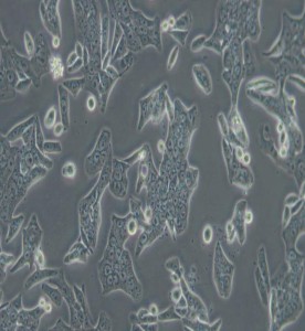 SW620人結腸癌細胞(DMEM)主圖