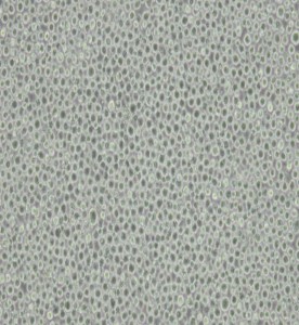 THP-1人單核細胞白血病主圖