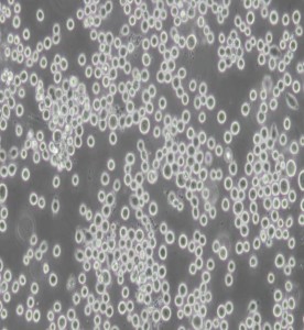 COLO 205人結腸癌細胞主圖