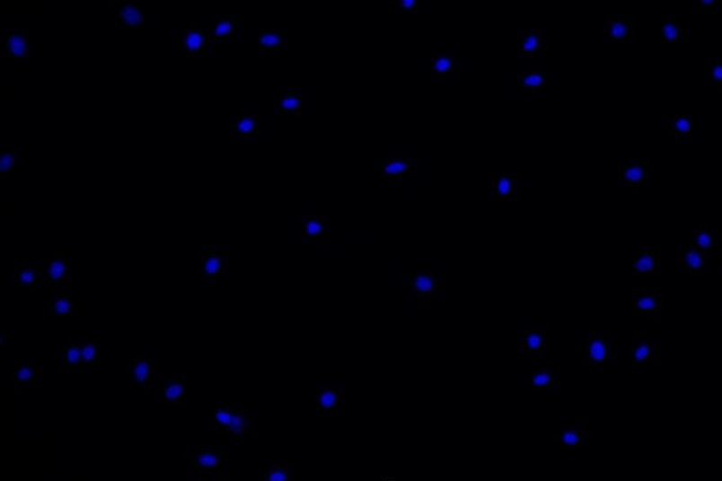 小鼠骨髓間充質干細胞主圖