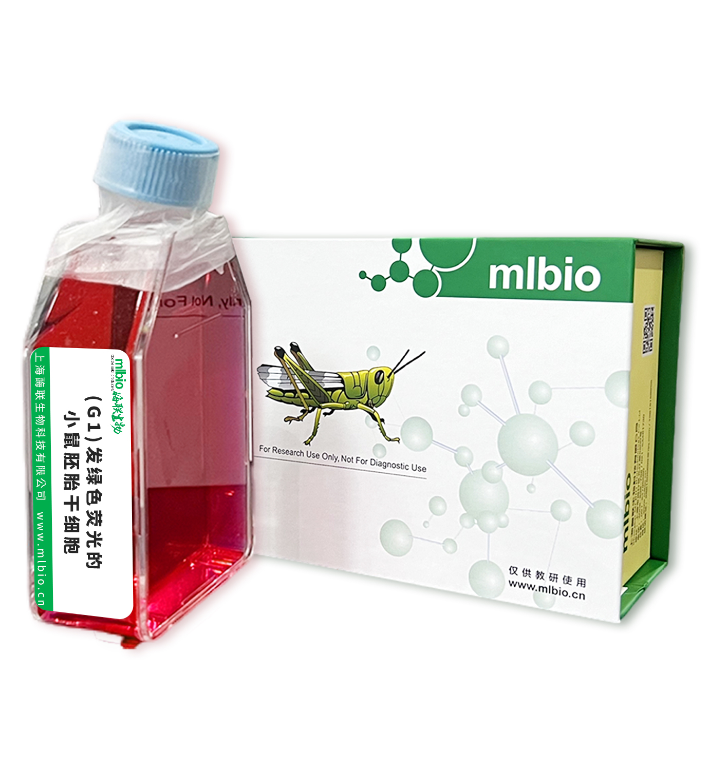 (G1)發綠色熒光的小鼠胚胎干細胞主圖