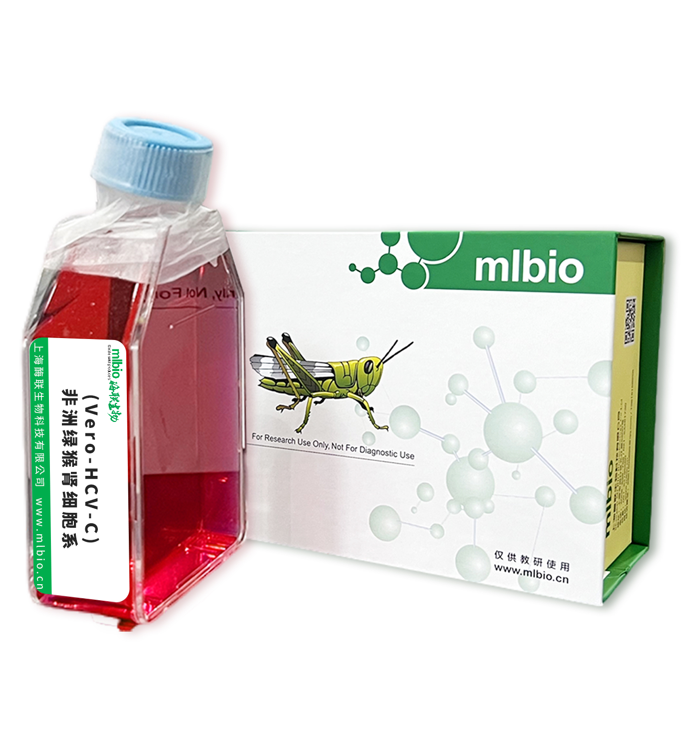 (Vero-HCV-C)非洲綠猴腎細胞系主圖