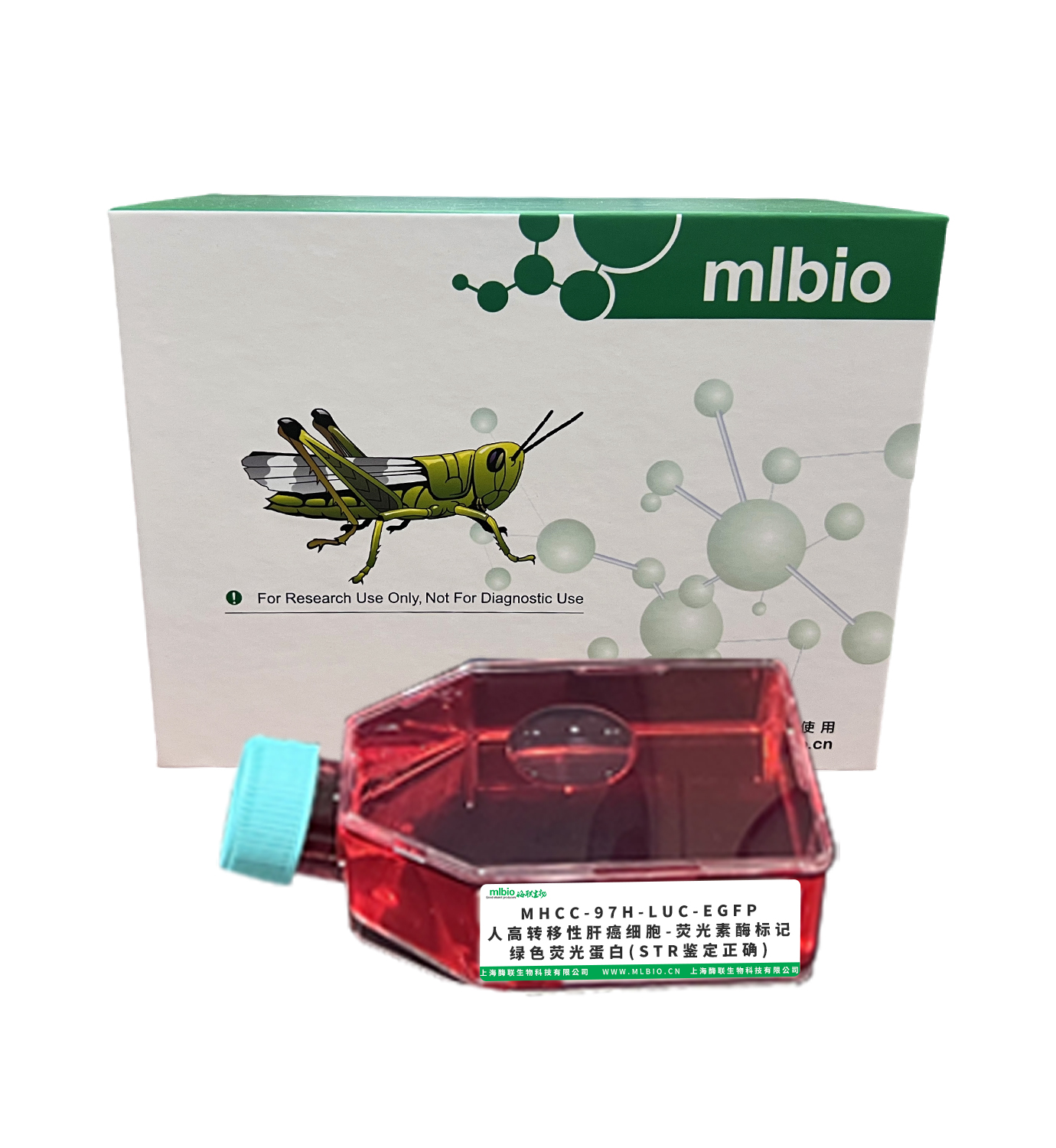 MHCC-97H-LUC-EGFP/人高轉(zhuǎn)移性肝癌細(xì)胞-熒光素酶標(biāo)記-綠色熒光蛋白(STR鑒定正確)主圖