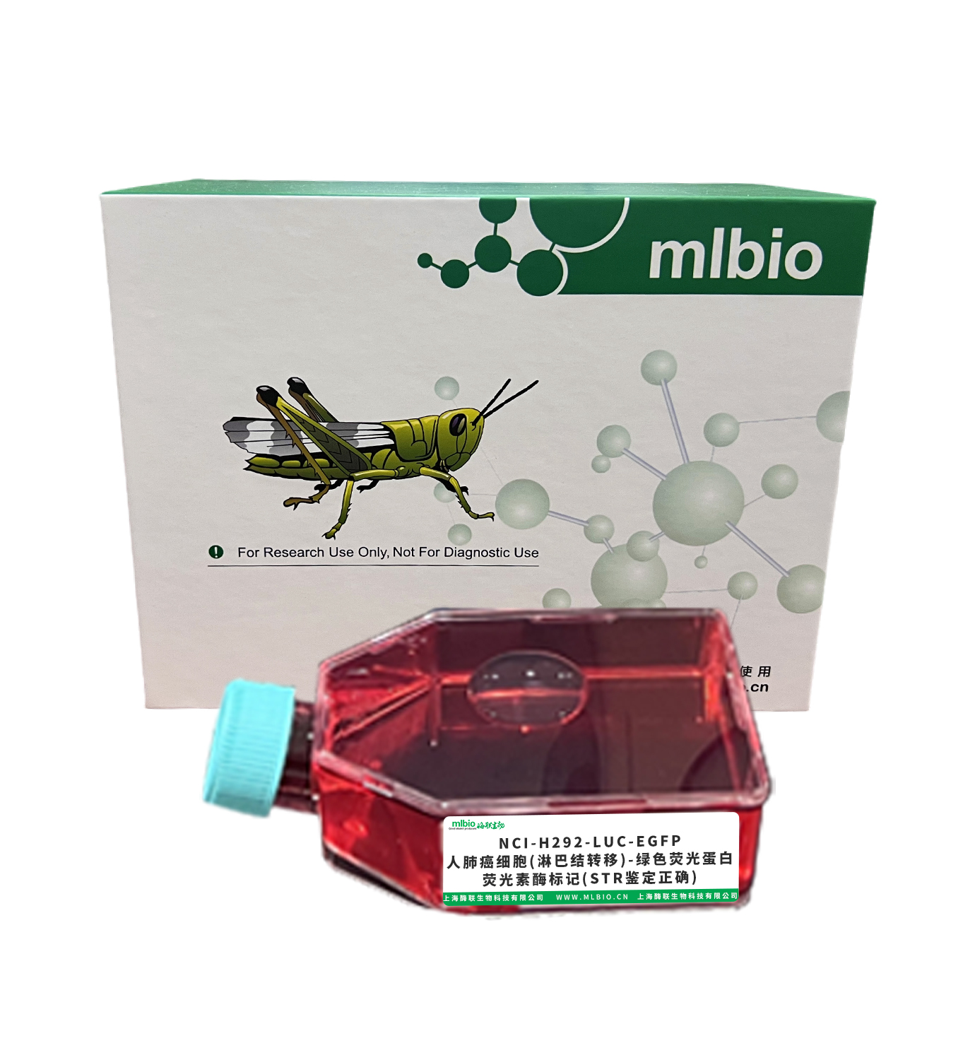 NCI-H292-LUC-EGFP/人肺癌細胞(淋巴結轉移)-綠色熒光蛋白-熒光素酶標記(STR鑒定正確)主圖