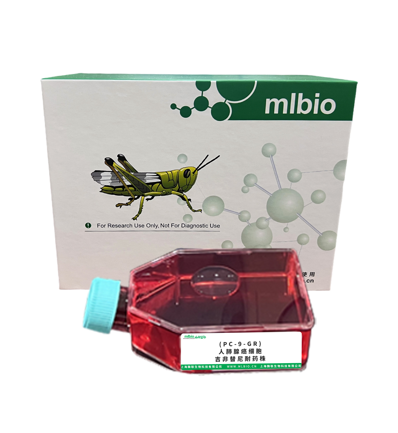 (PC-9-GR)人肺腺癌細胞吉非替尼耐藥株主圖