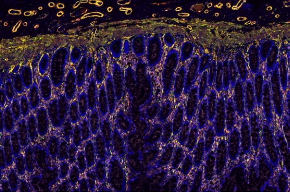切片全景掃描（熒光三標(biāo)四色）主圖
