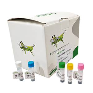 創(chuàng)口波氏桿菌探針?lè)╭PCR試劑盒(不含內(nèi)參)主圖