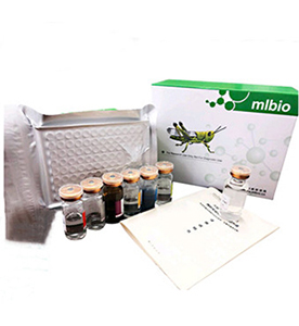 大鼠雌二醇(E2)ELISA檢測試劑盒主圖
